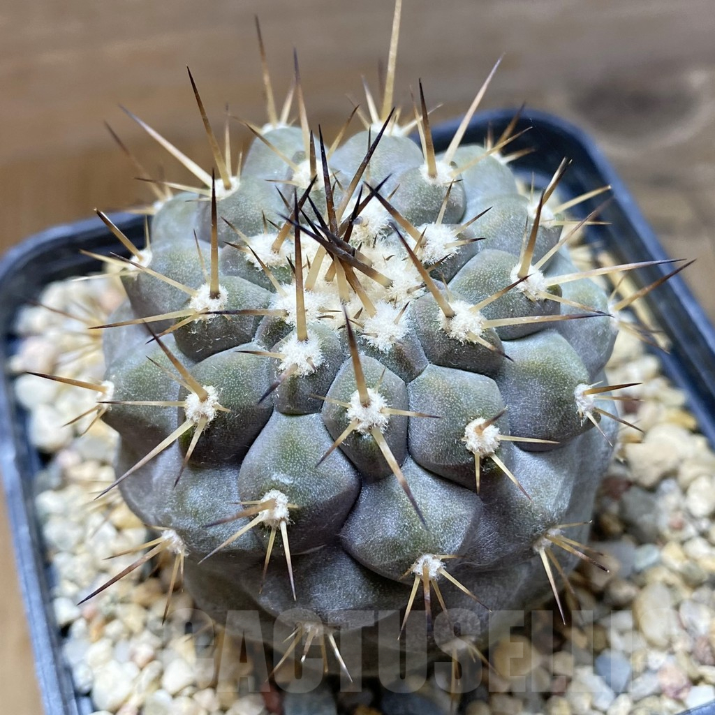 SH10921 Copiapoa cinerea v. albispina, own roots