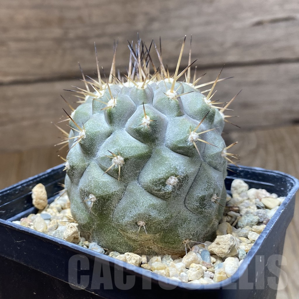 SH10921 Copiapoa cinerea v. albispina, own roots - Image 2