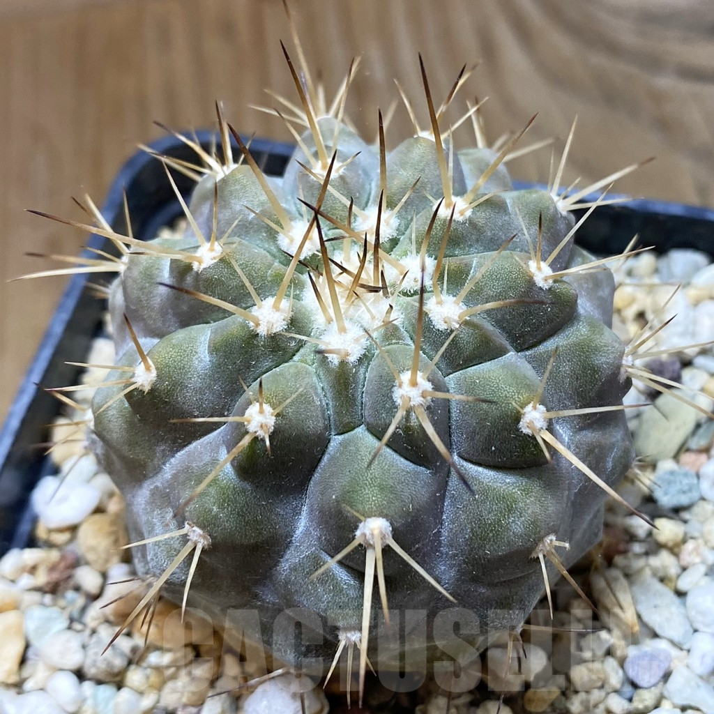 SH10922 Copiapoa cinerea v. albispina, own roots