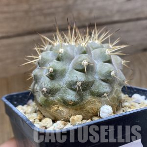 SH10922 Copiapoa cinerea v. albispina, own roots – Cactus-online