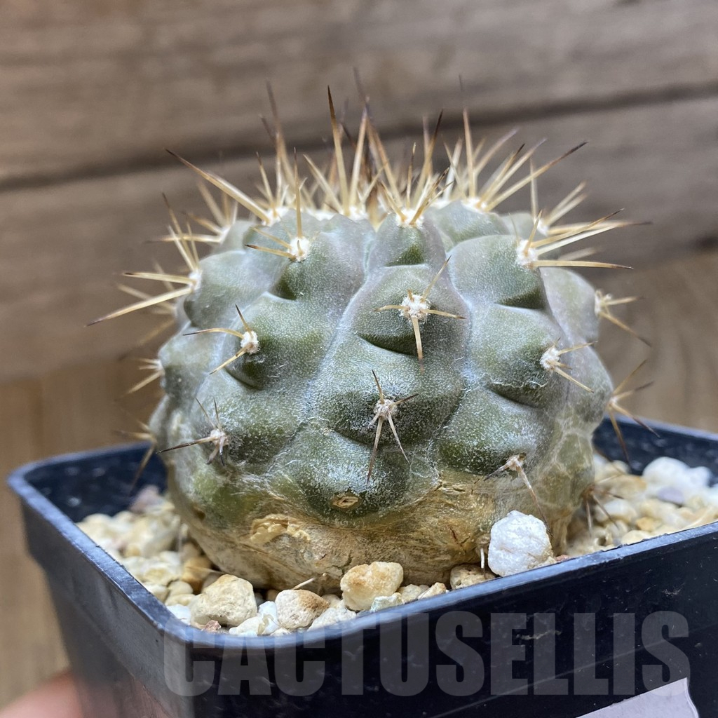 SH10922 Copiapoa cinerea v. albispina, own roots - Image 2