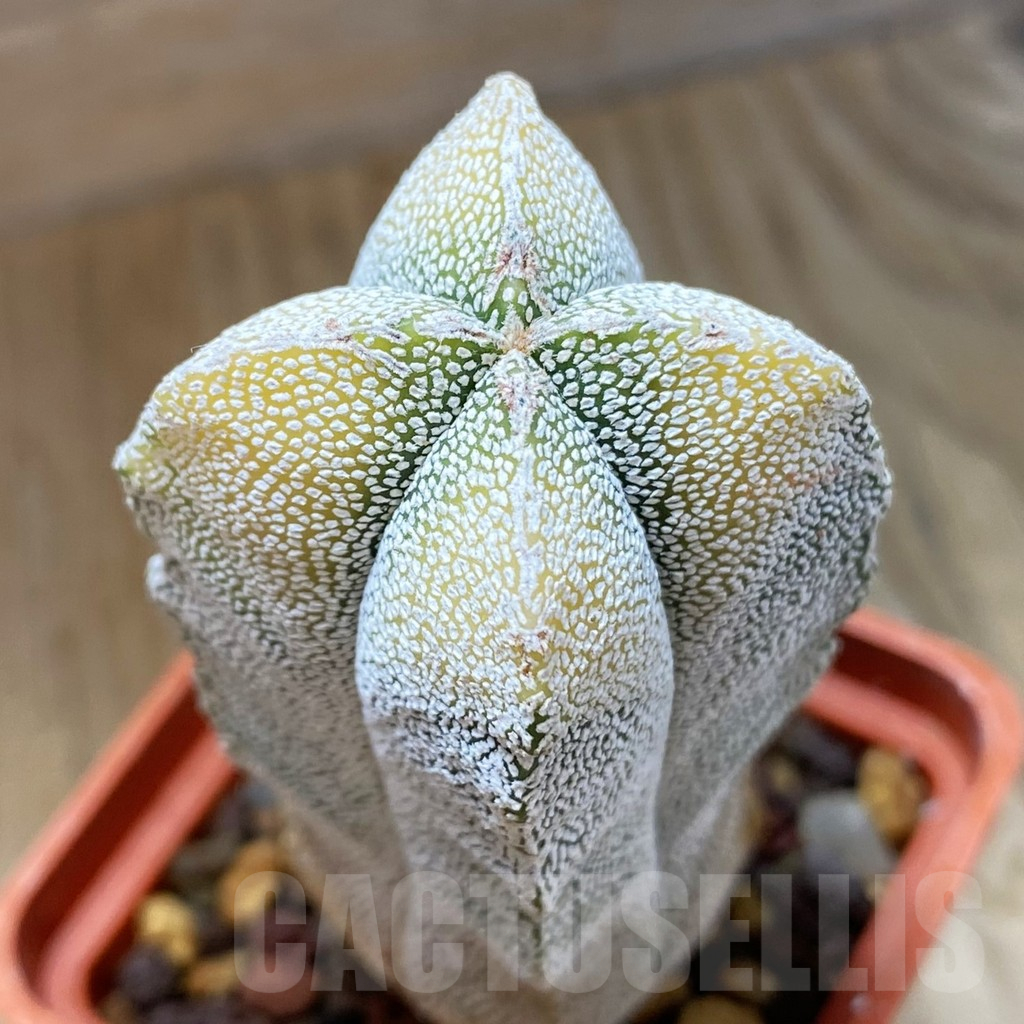 SH10891 Astrophytum myriostigma ‘Onzuka’ v. quadricostatum f. variegata