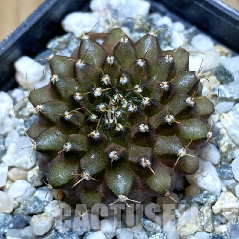 SH10924 Gymnocalycium mihanovichii ‘inermis’