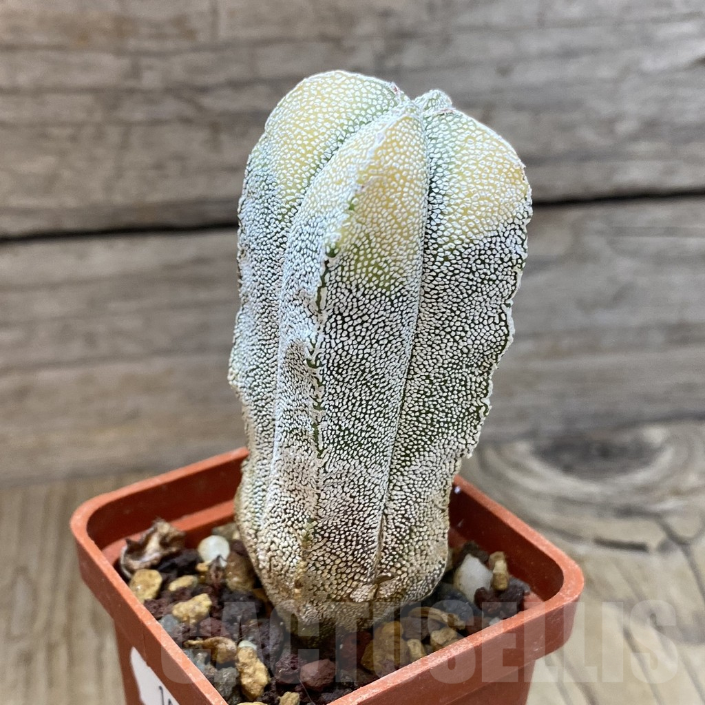 SH10891 Astrophytum myriostigma ‘Onzuka’ v. quadricostatum f. variegata - immagine 2