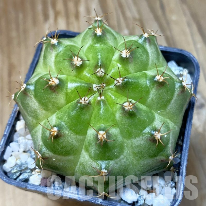 SH10928 Gymnocalycium mihanovichii 'Neon Green', seedling