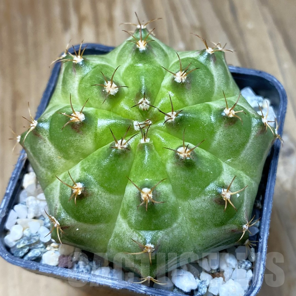 SH10928 Gymnocalycium mihanovichii 'Neon Green', seedling
