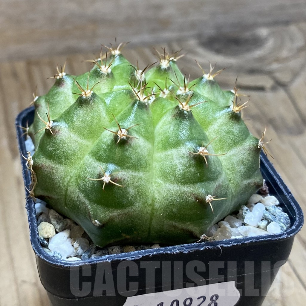 SH10928 Gymnocalycium mihanovichii 'Neon Green', seedling - Image 2