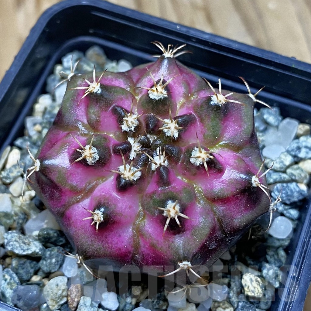 SH10930 Gymnocalycium mihanovichii 'T-Lux', seedling