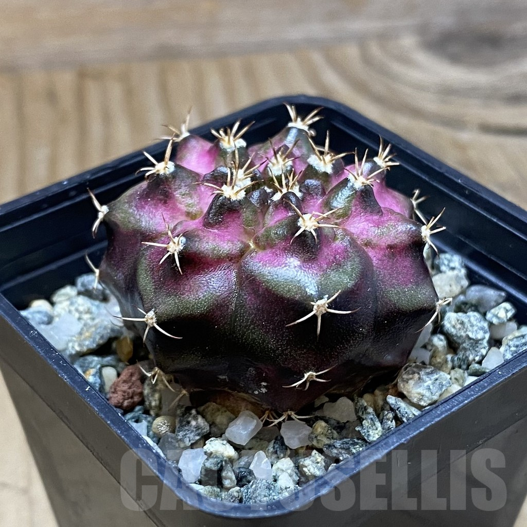 SH10930 Gymnocalycium mihanovichii 'T-Lux', seedling - Image 2