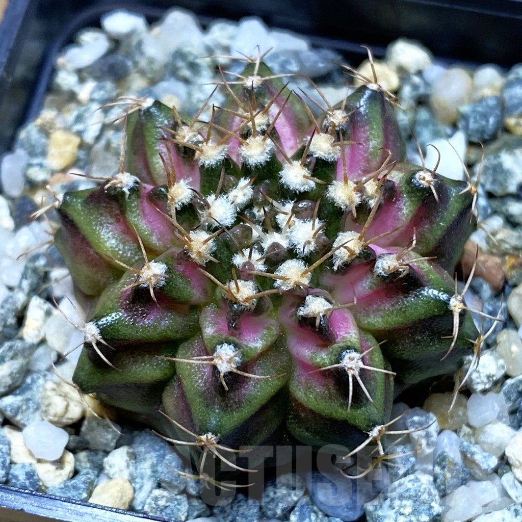 SH10931 Gymnocalycium mihanovichii 'T-Rex' hybrid, seedling