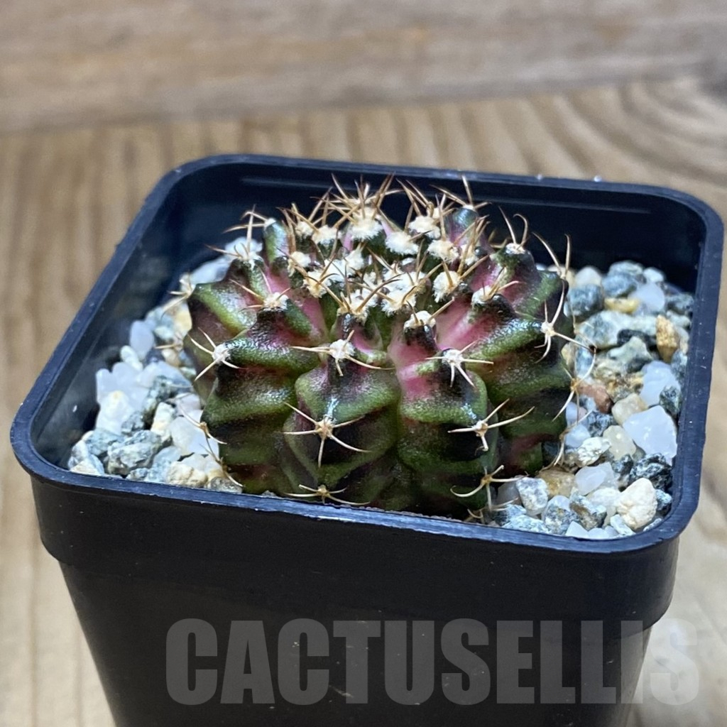 SH10931 Gymnocalycium mihanovichii 'T-Rex' hybrid, seedling - Image 2