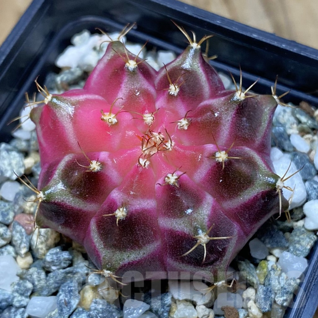 SH10933 Gymnocalycium mihanovichii ‘Neon Pink’, seedling