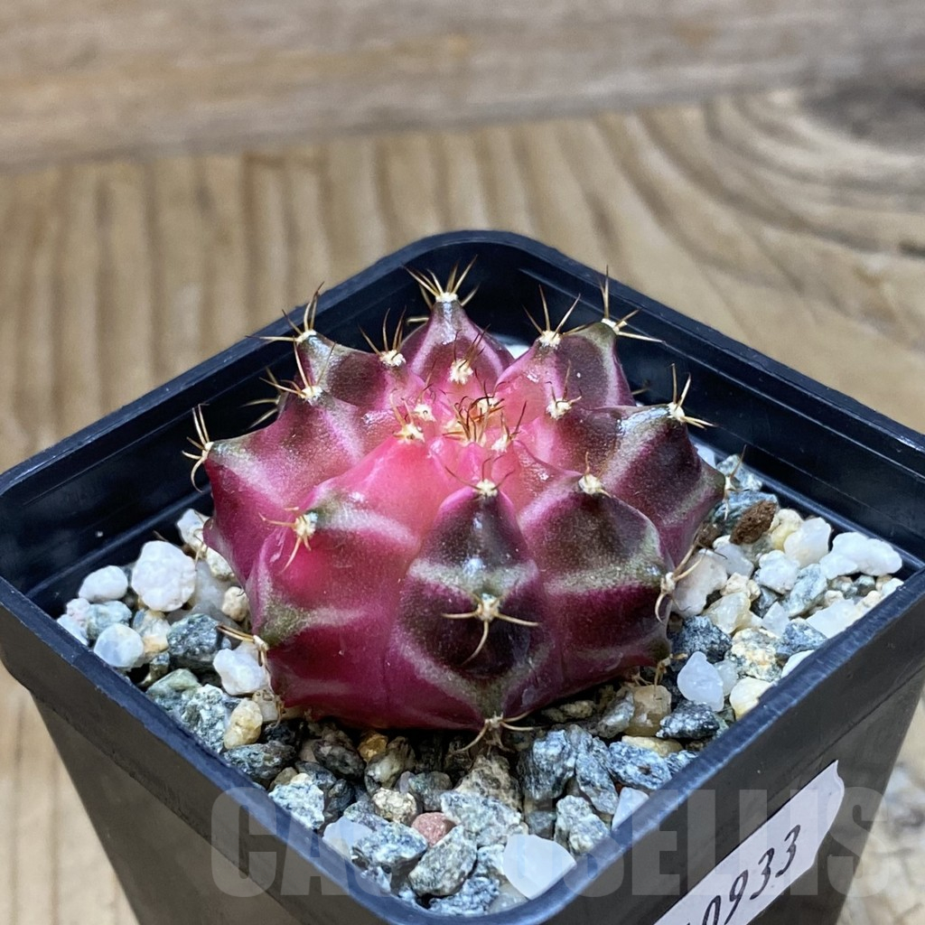 SH10933 Gymnocalycium mihanovichii ‘Neon Pink’, seedling - Image 2