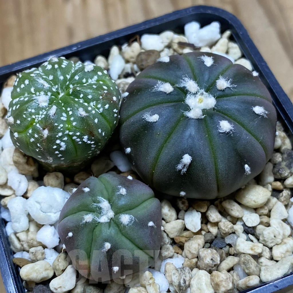 SH10892 Astrophytum asterias mix, 3 plants
