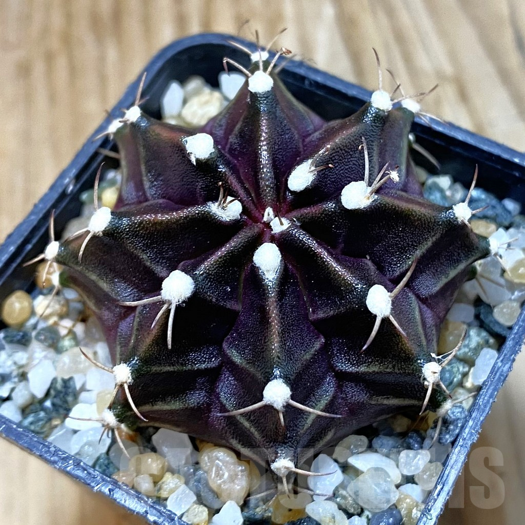 SH10936 Gymnocalycium mihanovichii ‘Black Widow’, seedling