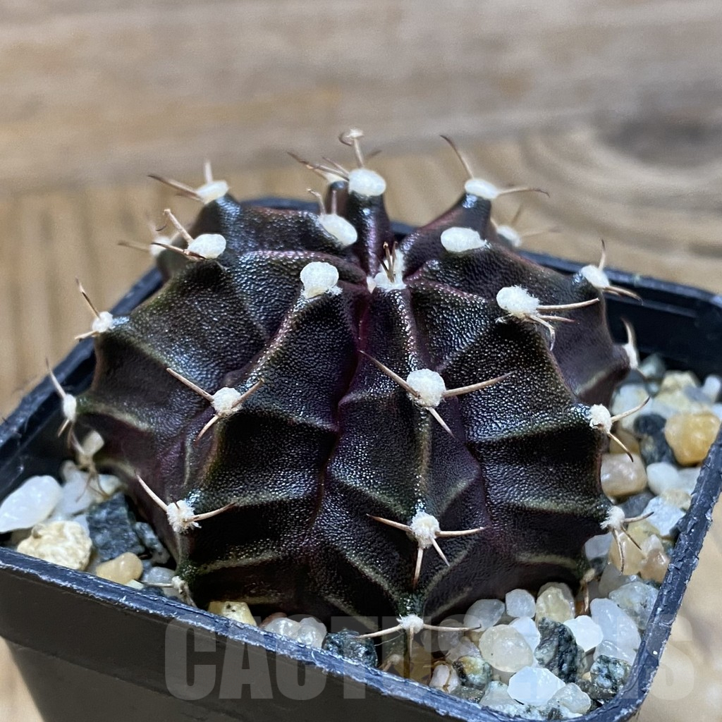 SH10936 Gymnocalycium mihanovichii ‘Black Widow’, seedling - Obrázek 2