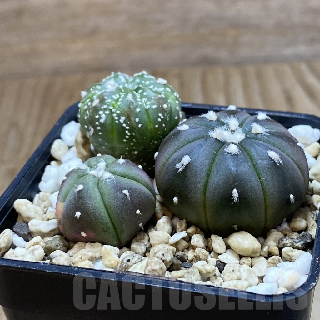 SH10892 Astrophytum asterias mix, 3 plants - immagine 2