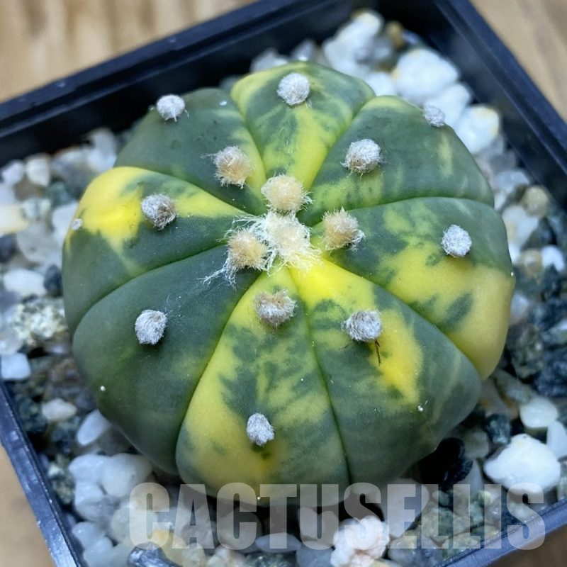 SH10941 Astrophytum asterias f. variegata