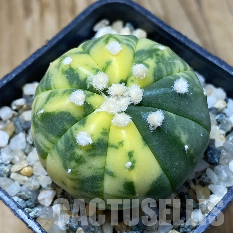 SH10942 Astrophytum asterias f. variegata