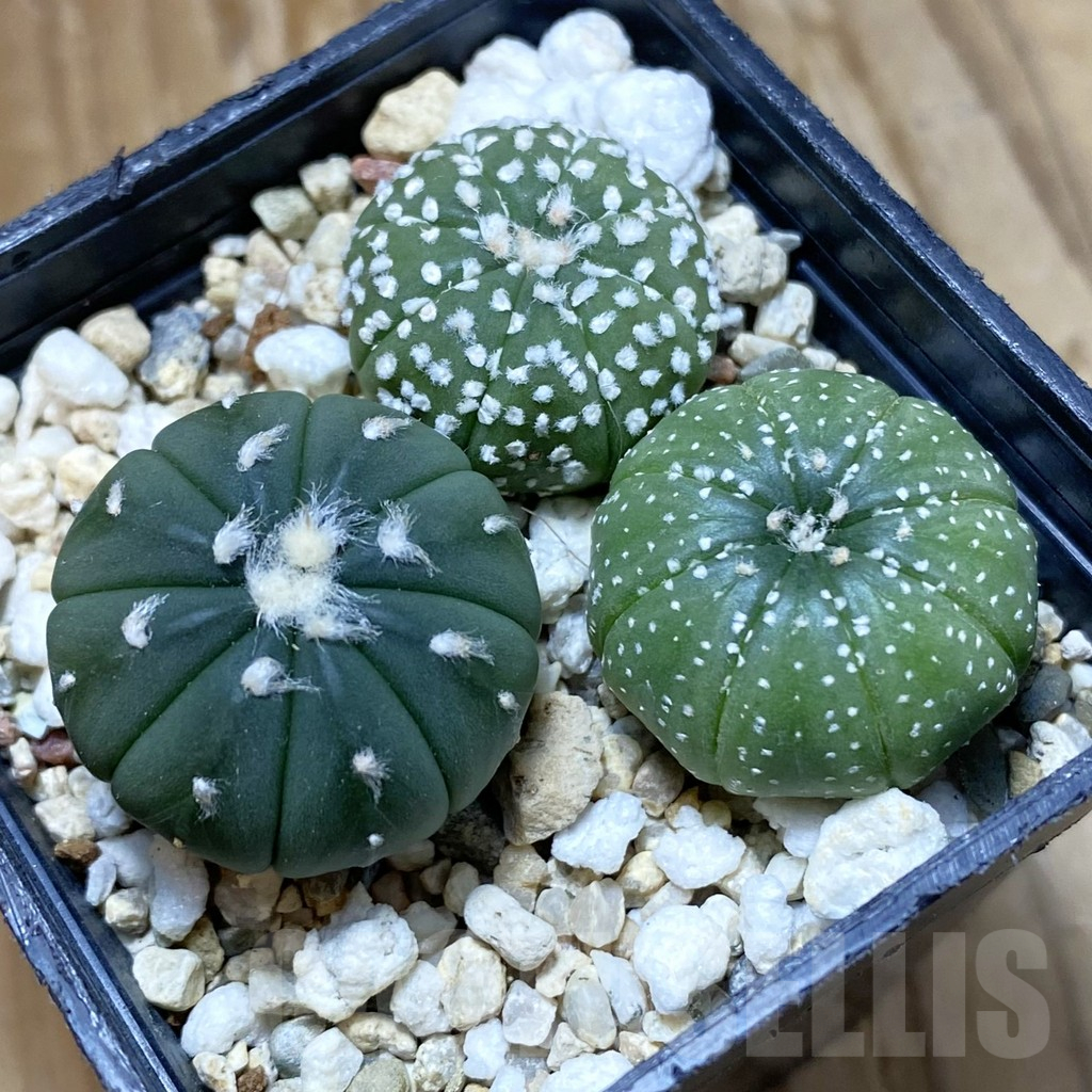 SH10893 Astrophytum asterias mix, 3 plants