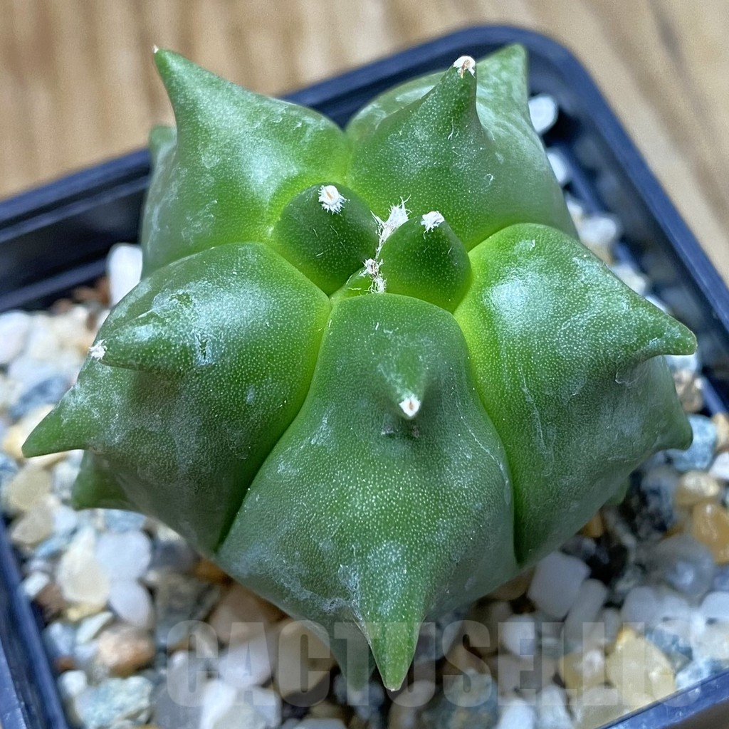 SH10944 Astrophytum myriostigma ‘Kikko’