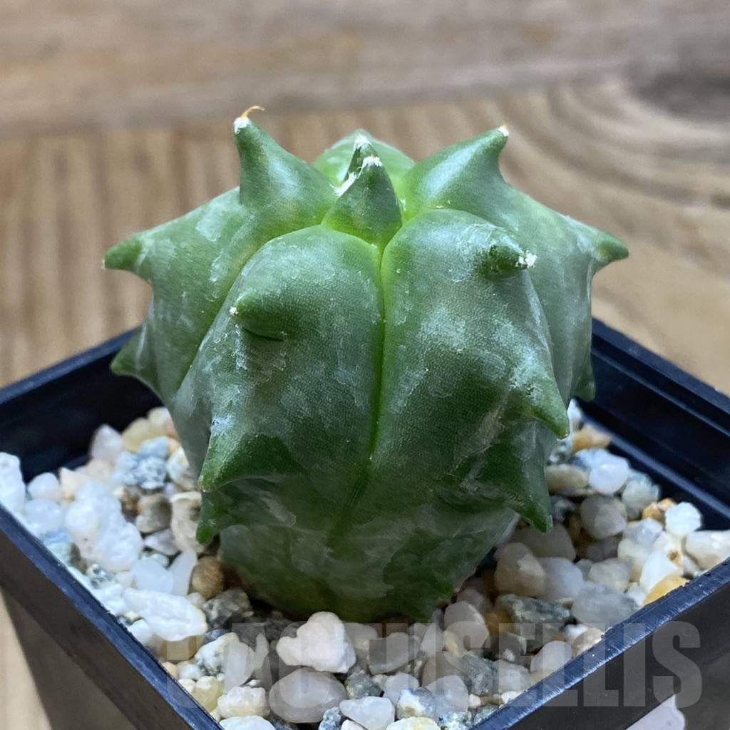 SH10944 Astrophytum myriostigma ‘Kikko’ - immagine 2