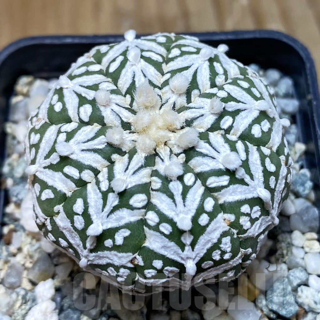 SH10945 Astrophytum asterias 'Super Kabuto' V-type