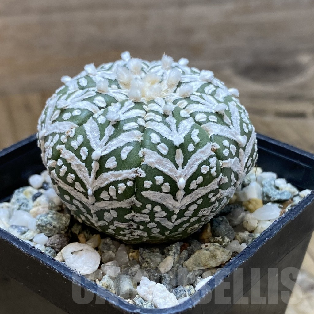 SH10945 Astrophytum asterias 'Super Kabuto' V-type - Зображення 2