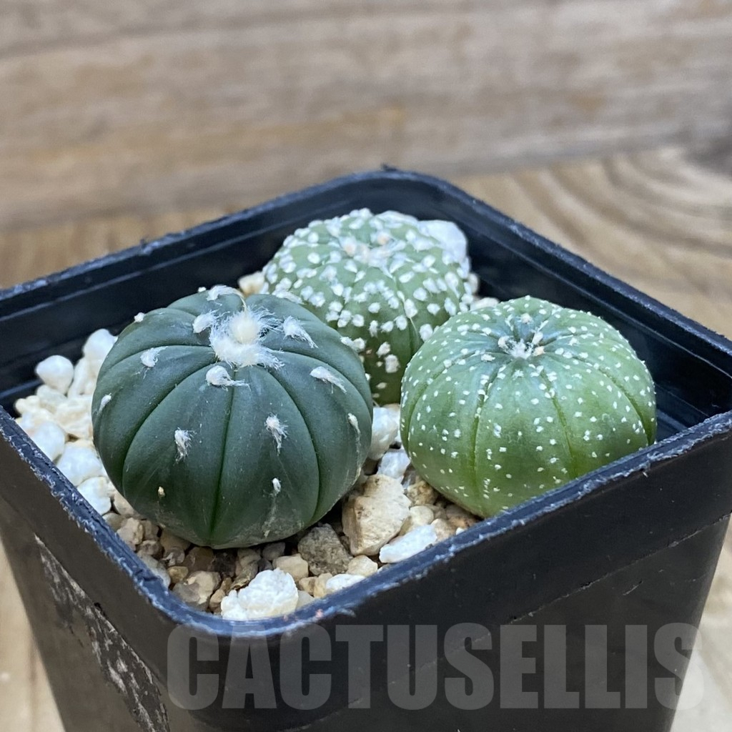 SH10893 Astrophytum asterias mix, 3 plants - Image 2