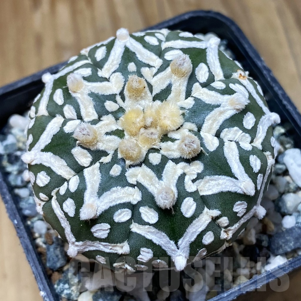 SH10947 Astrophytum asterias 'Super Kabuto' V-type f. nudum