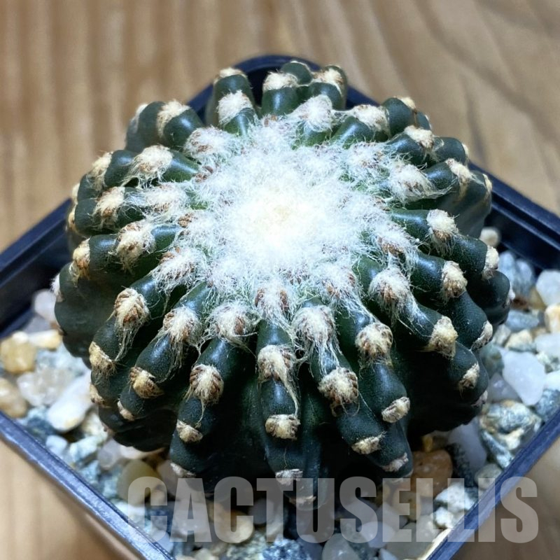 SH10951 Discocactus horstii