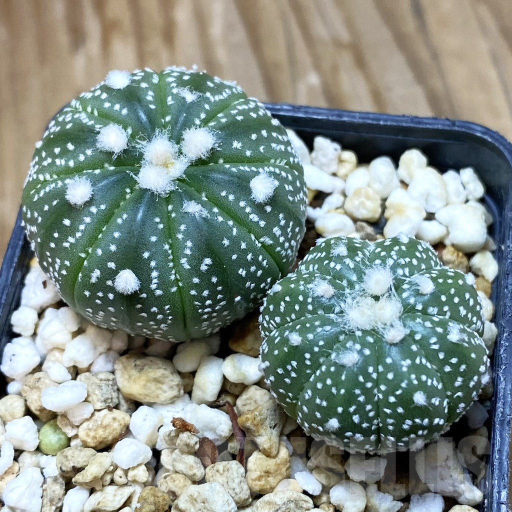SH10894 Astrophytum asterias mix, 2 plants