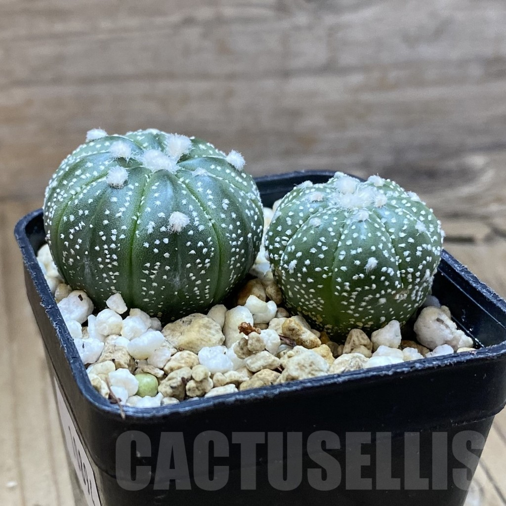 SH10894 Astrophytum asterias mix, 2 plants - Image 2