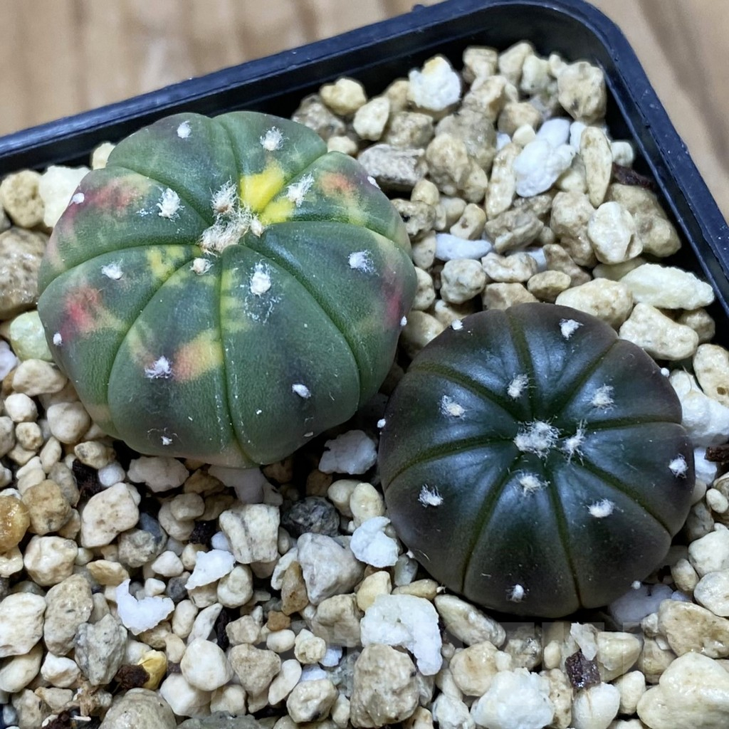 SH10895 Astrophytum asterias mix, 2 plants