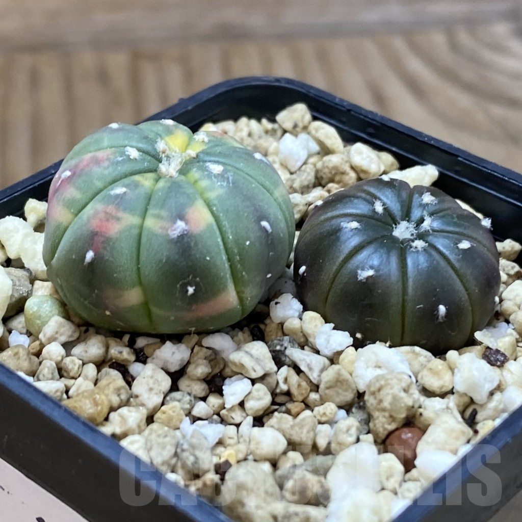 SH10895 Astrophytum asterias mix, 2 plants - Image 2