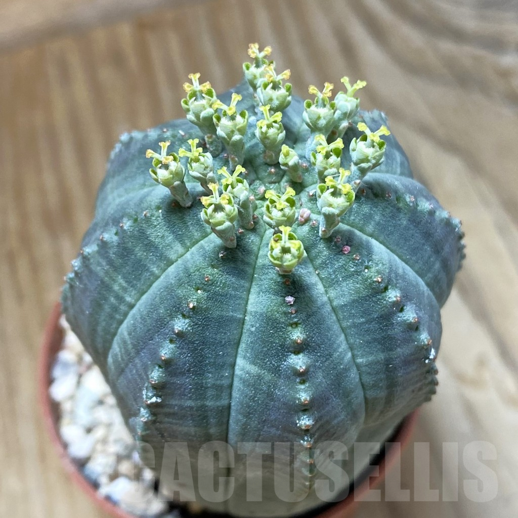 SET259 Euphorbia obesa ♀ ♂, 2 plants