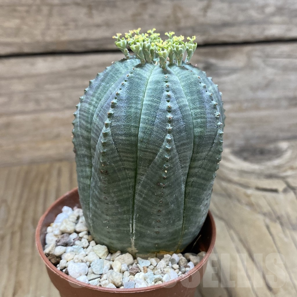 SET259 Euphorbia obesa ♀ ♂, 2 plants - Obrázek 2