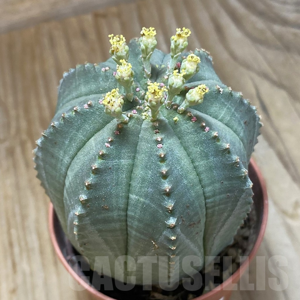 SET259 Euphorbia obesa ♀ ♂, 2 plants - Obrázek 3
