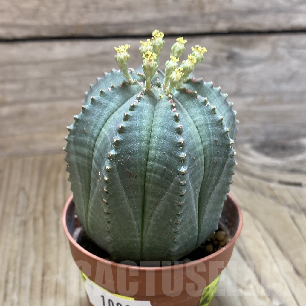 SET259 Euphorbia obesa ♀ ♂, 2 plants - Obrázek 4