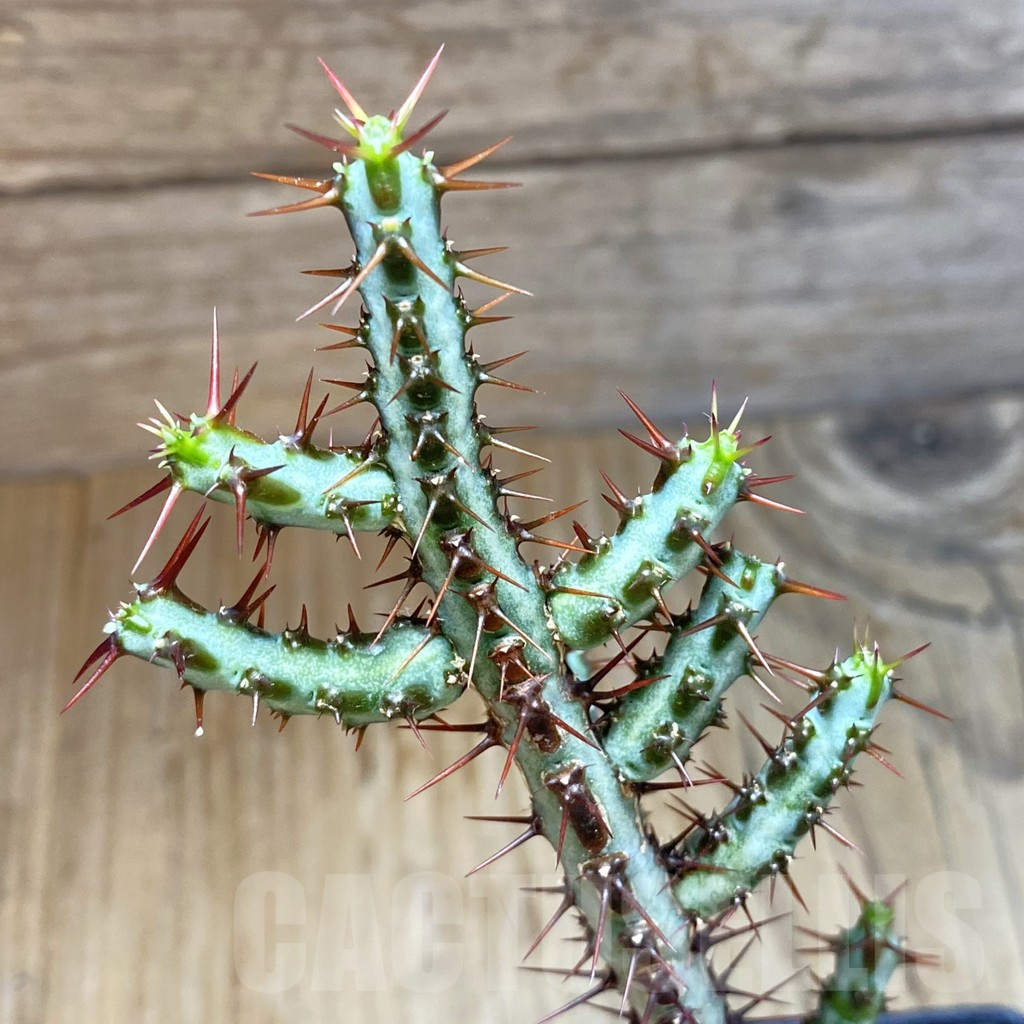 SH10900 Euphorbia aeruginosa v. major