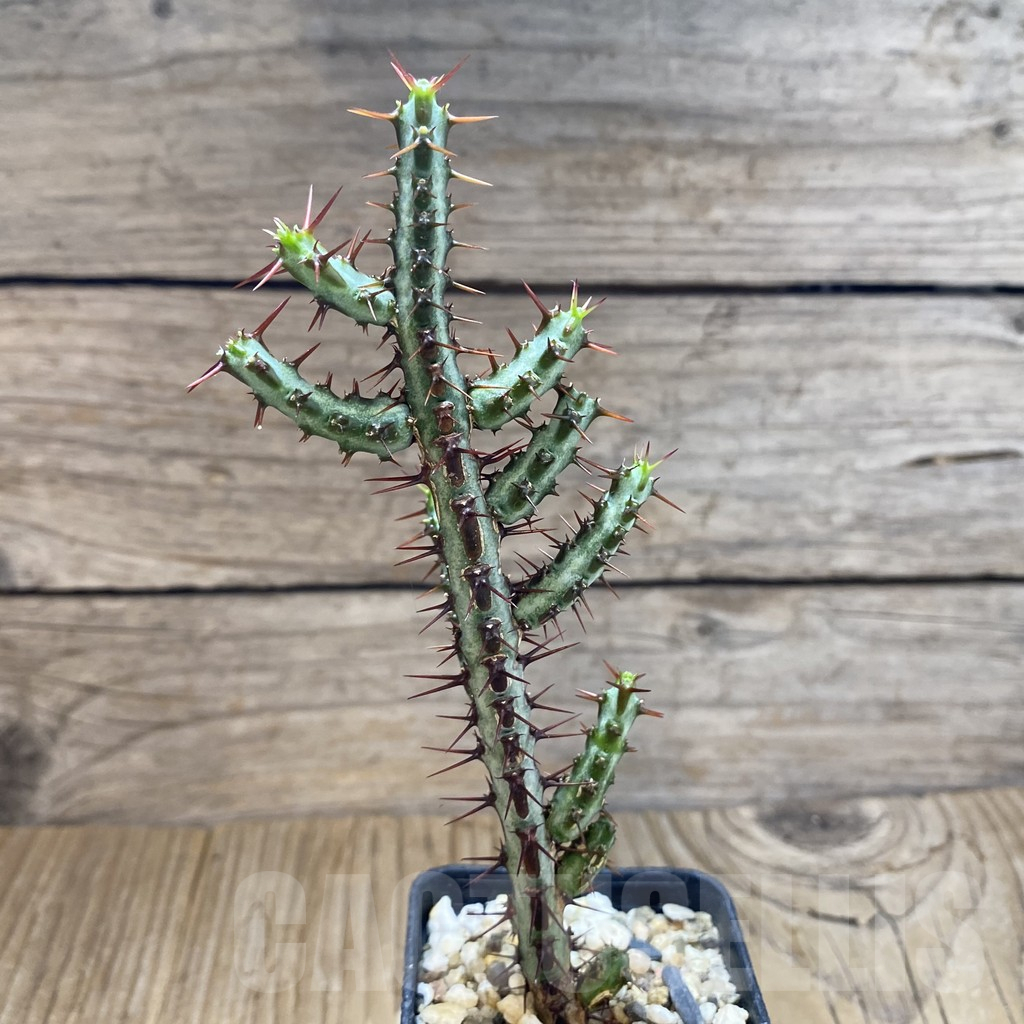 SH10900 Euphorbia aeruginosa v. major - 画像 (2)