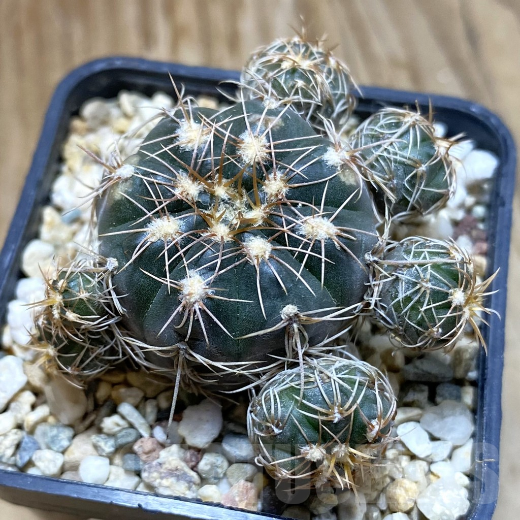 SH10903 Gymnocalycium poechlii VG 1309