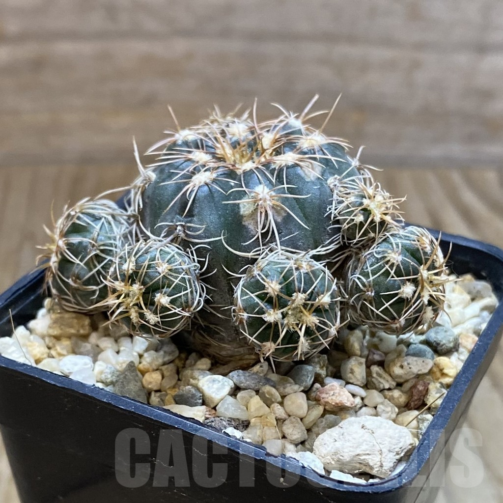SH10903 Gymnocalycium poechlii VG 1309 - Image 2