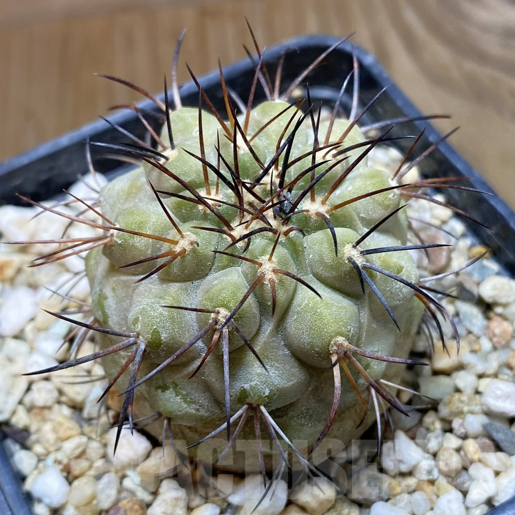 SH10889 Copiapoa longistaminea JN 296