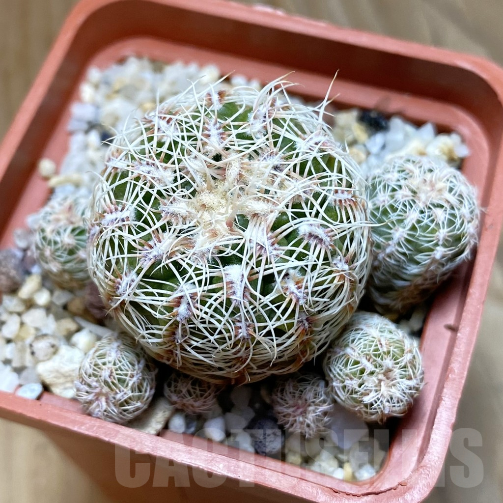 SH10904 Gymnocalycium horstii v. albispinus
