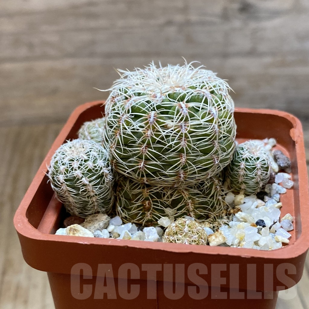 SH10904 Gymnocalycium horstii v. albispinus - Image 2
