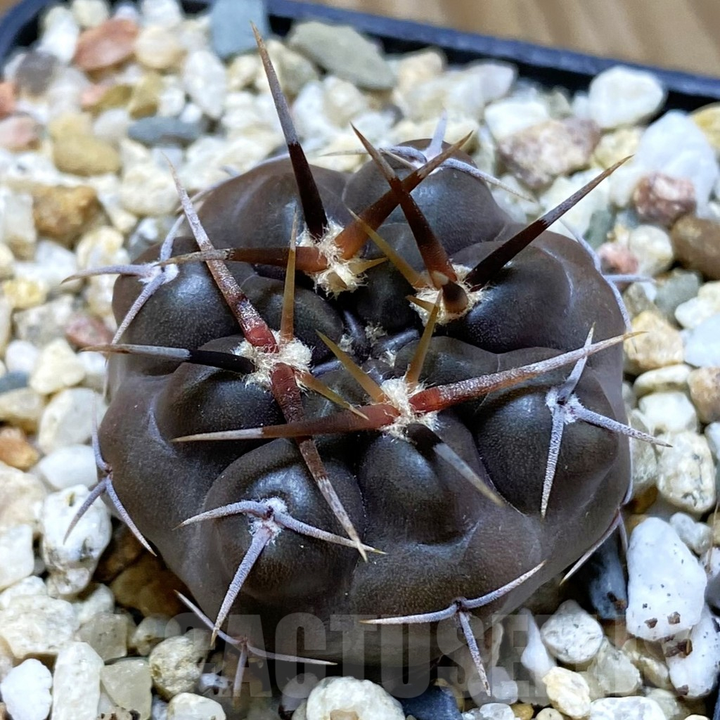 SH10906 Gymnocalycium chubutense RUS 364