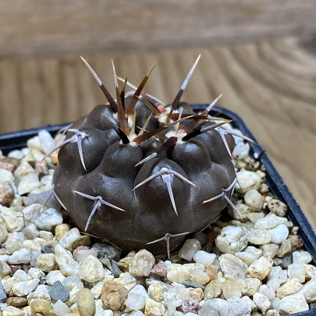 SH10906 Gymnocalycium chubutense RUS 364 - Image 2