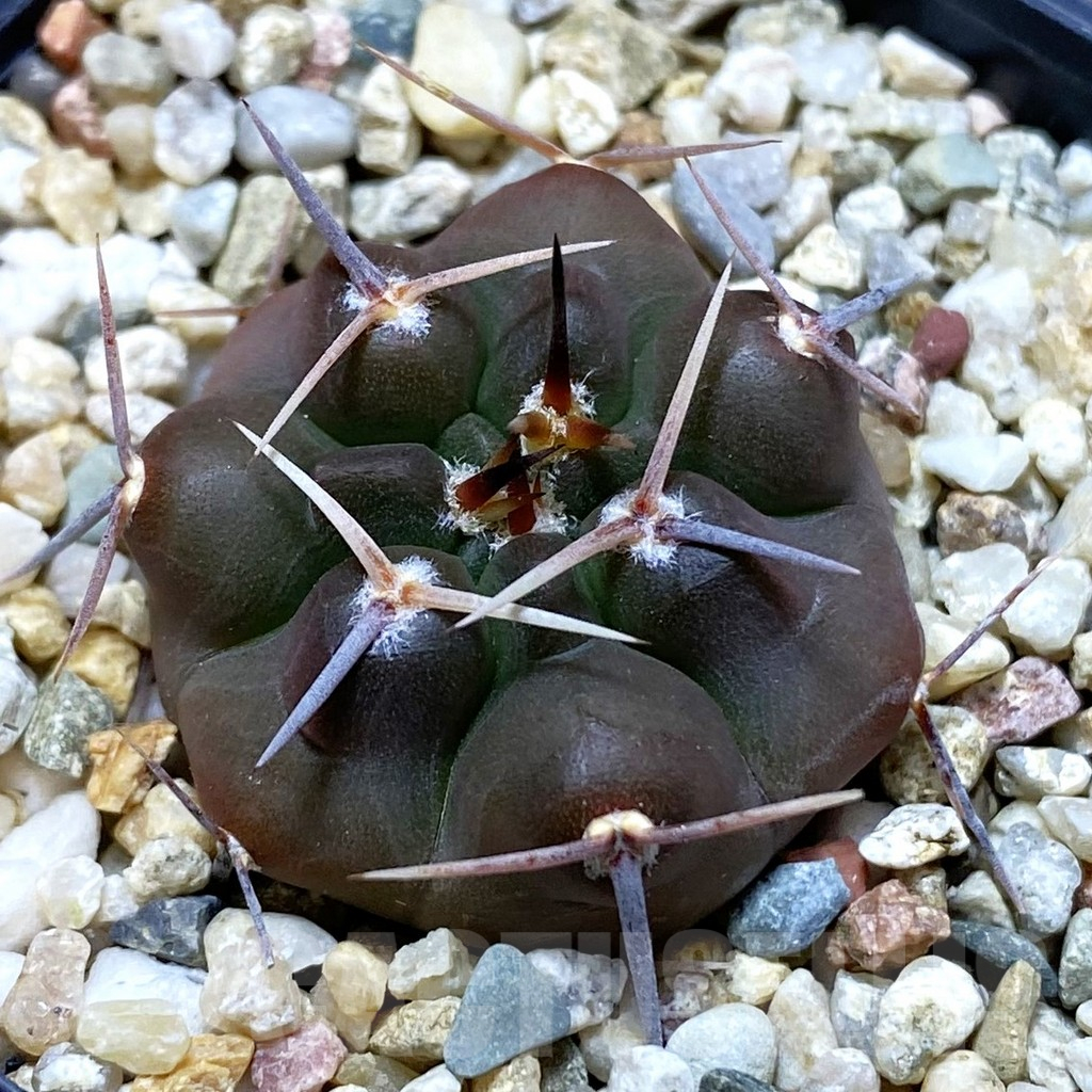 SH10907 Gymnocalycium chubutense RUS 364