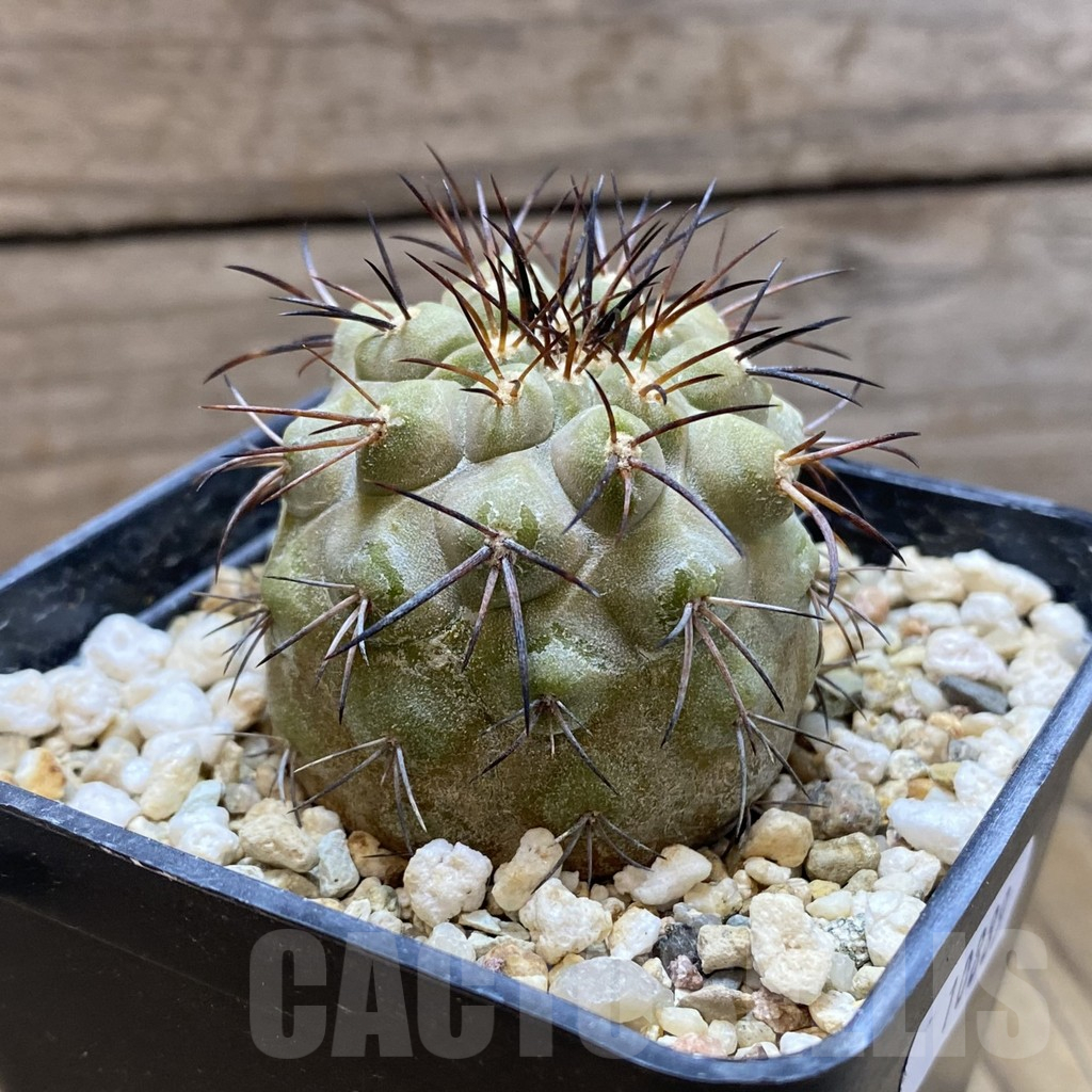 SH10889 Copiapoa longistaminea JN 296 - Зображення 2
